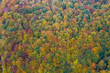 Sonbahar ormanlarının insansız hava aracı görüntüsü