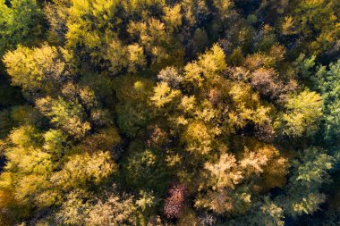 Sonbahar ormanlarının insansız hava aracı görüntüsü