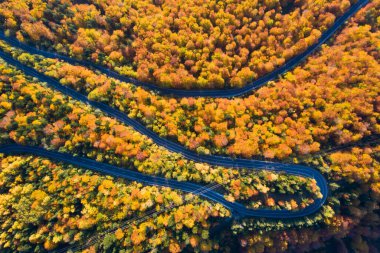 Renkli sonbahar ormanlarında kıvrımlı yol manzarası