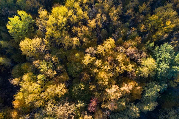 Αεροφωτογραφία Drone Του Δάσους Του Φθινοπώρου — Φωτογραφία Αρχείου