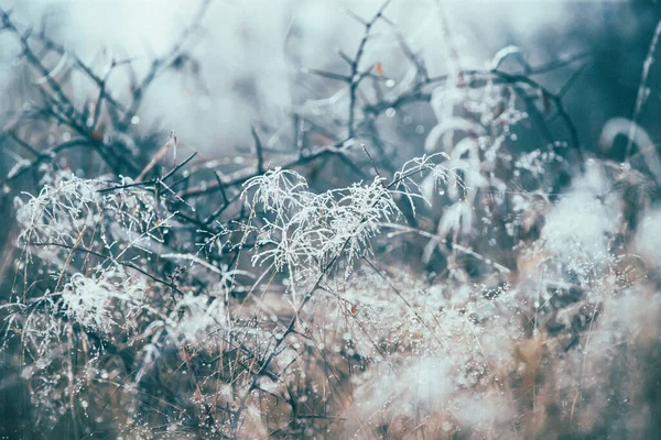 Frozen Grass Meadow Autumn Mist Plants Abstract Natural Background Autumn — Stock Photo, Image