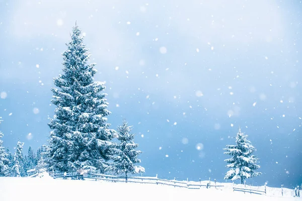 Vánoční Pozadí Zasněžené Zimní Krajiny Sněhem Nebo Chocholem Pokryté Jedle — Stock fotografie