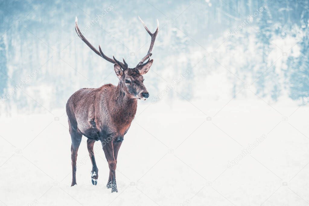 Red deer in the snowy forest