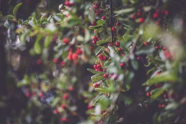 Red berries on rowen tree - closeup photo 