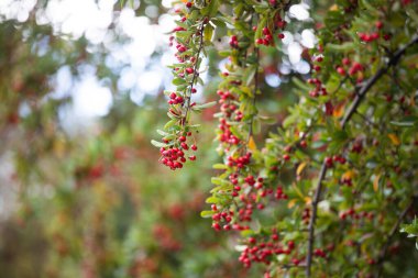 Red berries on rowen tree - closeup photo 