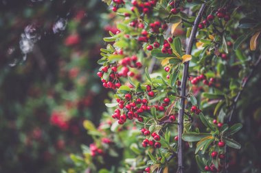 Red berries on rowen tree - closeup photo 