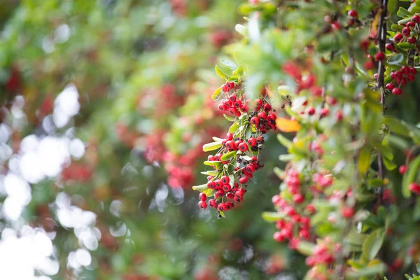 Red berries on rowen tree - closeup photo 