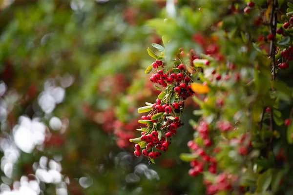 Red Berries Rowen Tree Closeup Photo — Stockfoto