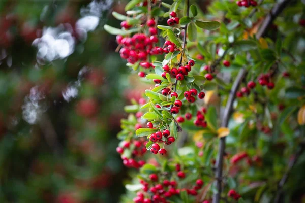 Red Berries Rowen Tree Closeup Photo — Stockfoto