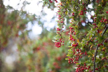 Red berries on rowen tree - closeup photo 
