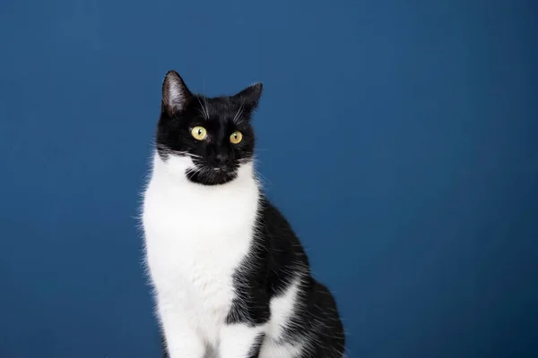 Porträt Einer Gestromten Katze Mit Gelben Augen Auf Blauem Hintergrund — Stockfoto