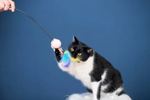 Porträt Einer Gestromten Katze Mit Gelben Augen Auf Blauem Hintergrund — Stockfoto