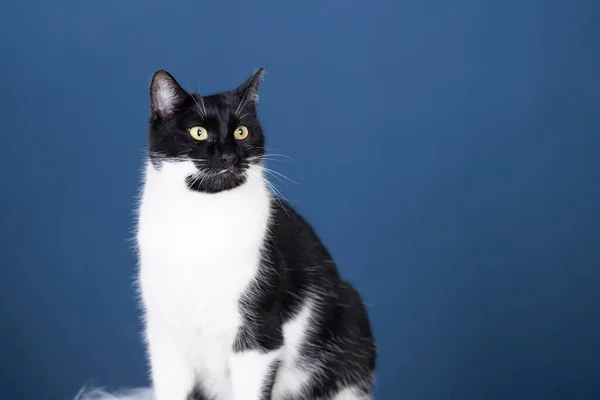 Porträt Einer Gestromten Katze Mit Gelben Augen Auf Blauem Hintergrund — Stockfoto