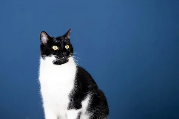 Porträt Einer Gestromten Katze Mit Gelben Augen Auf Blauem Hintergrund — Stockfoto