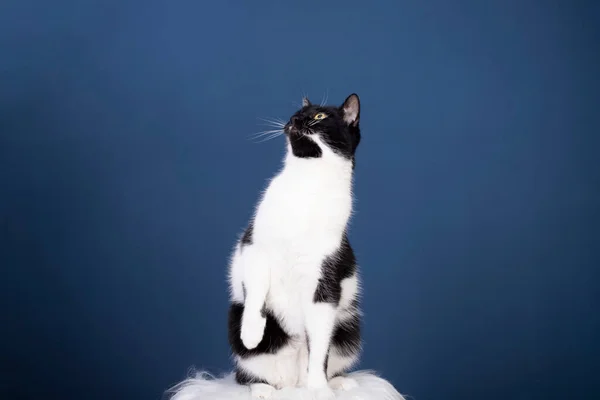 Portret Van Een Tabby Gewone Kat Met Gele Ogen Blauwe — Stockfoto