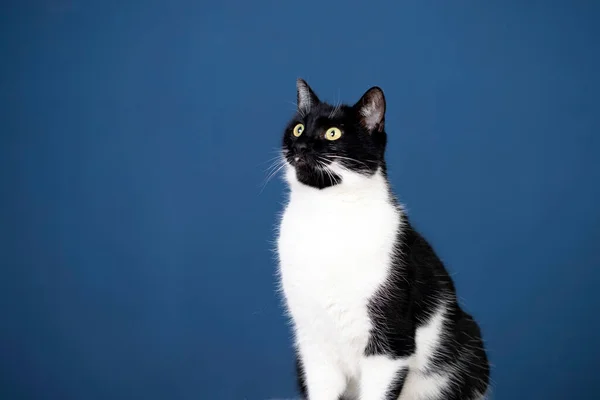 Porträt Einer Gestromten Katze Mit Gelben Augen Auf Blauem Hintergrund — Stockfoto