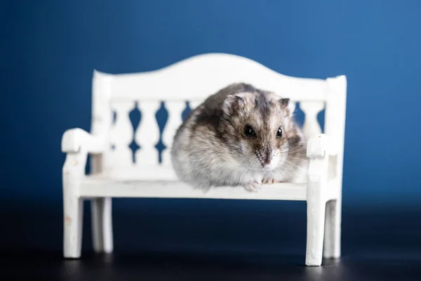 Petit Hamster Drôle Assis Sur Banc Blanc — Photo
