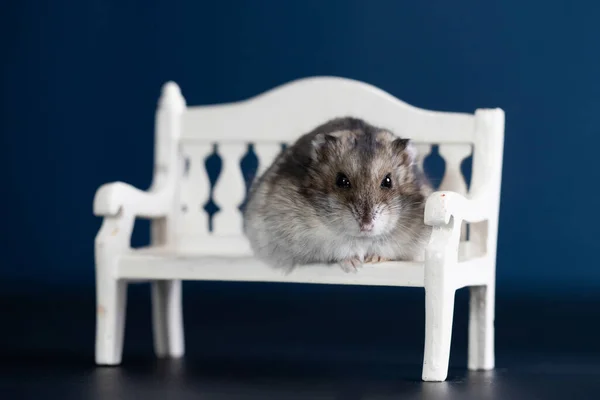 Rolig Liten Hamster Sitter Vit Bänk — Stockfoto