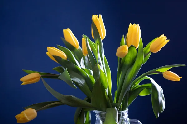 Mooie Gele Tulpen Een Blauwe Achtergrond — Stockfoto