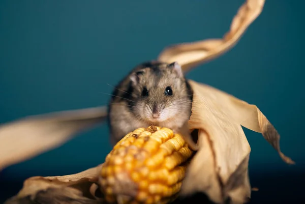 Studio Photo Drôle Petit Hamster Avec Maïs — Photo