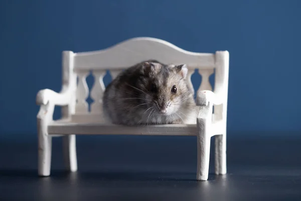 Petit Hamster Drôle Assis Sur Banc Blanc — Photo