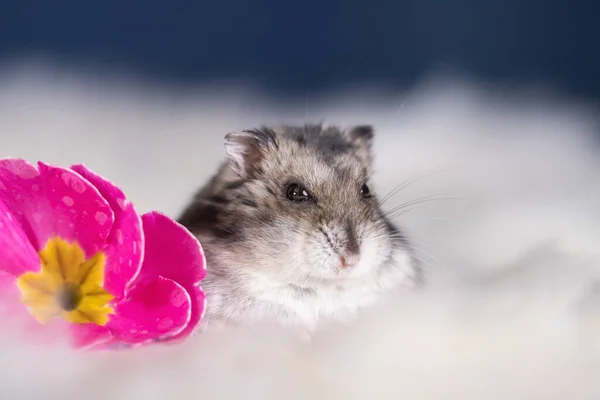 Hamster Drôle Parmi Les Fleurs Peluche Fourrure Blanche — Photo