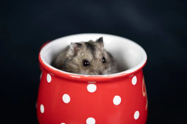 Rolig Liten Hamster Röd Kaffekopp God Morgon Och Kaffe Koncept — Stockfoto