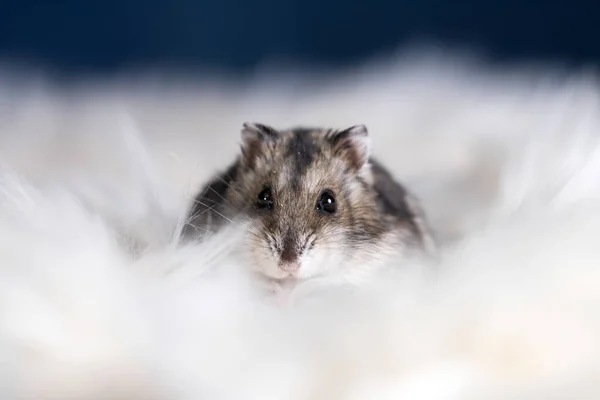 Beyaz Tüylü Komik Hamster — Stok fotoğraf