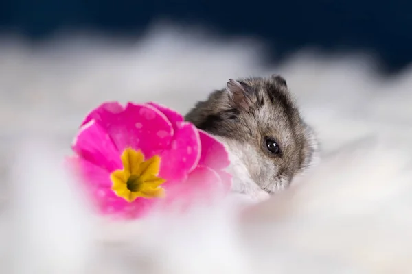 Rolig Hamster Bland Blommorna Fluffig Vit Päls — Stockfoto