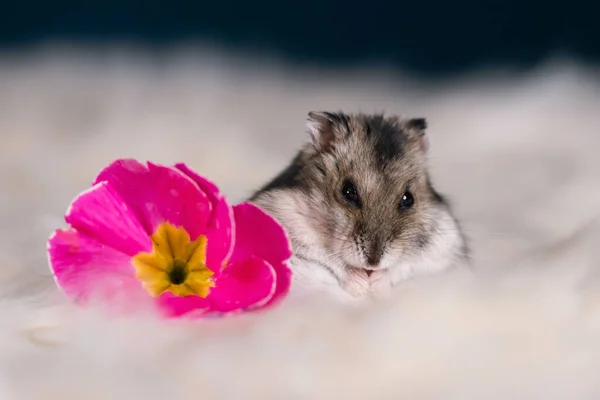 Rolig Hamster Bland Blommorna Fluffig Vit Päls — Stockfoto
