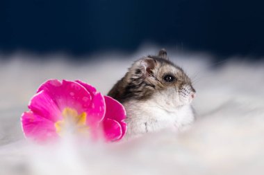 Çiçeklerin arasında tüylü beyaz kürklü komik hamster.