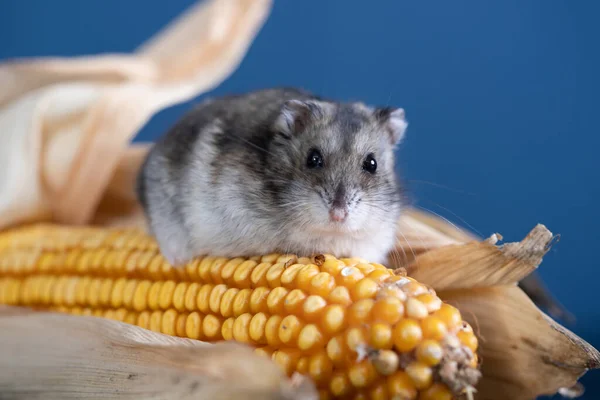 Studio Foto Rolig Liten Hamster Med Majs — Stockfoto