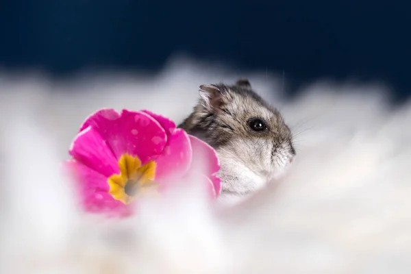 Vtipný Křeček Mezi Květinami Načechrané Bílé Srsti — Stock fotografie