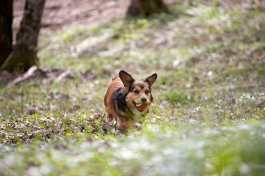 Mutlu küçük köpek bahar ormanında topuyla oynuyor..