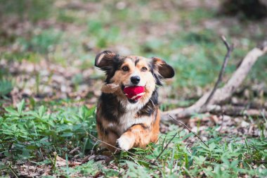 Mutlu küçük köpek bahar ormanında topuyla oynuyor..