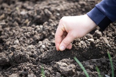 Çiftçinin eli toprağa tohum ekiyor. Tarım, organik bahçe, ekme ya da ekoloji kavramı.. 