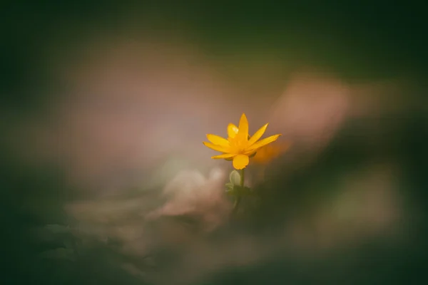 Blommande Singel Lesser Celandine Magiskt Vårljus — Stockfoto