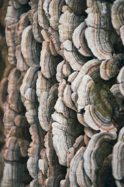 Coriolus Versicolor Mushroom Mossy Tree Stump — Stock Photo, Image