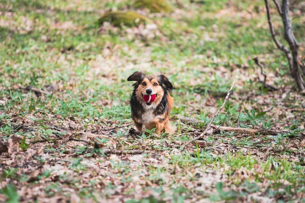 Lycklig Liten Hund Leker Med Sin Boll Vårskogen — Stockfoto