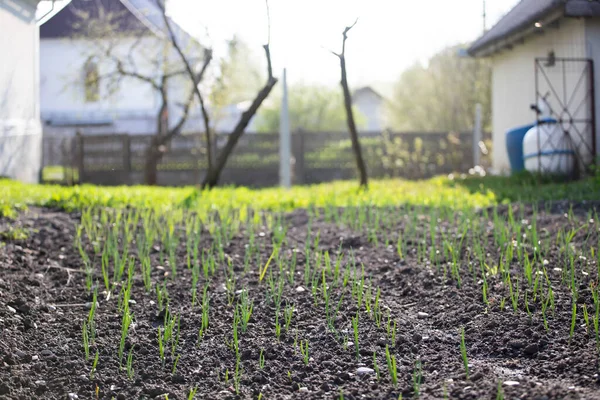 Spring Shoots Green Onions Soil Garden Vitamin Nutrition — Stock Photo, Image
