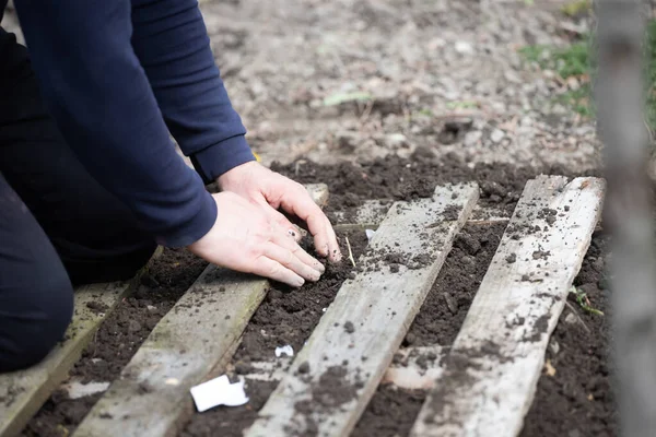 Farmer\'s hand planting seeds in soil in rows.Agriculture, organic gardening, planting or ecology concept.