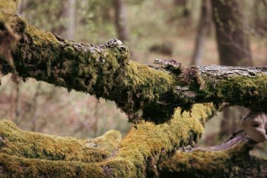 Ormanda yosun kaplı bir dal. Gerçeküstü orman, peri, gizemli, fantezi ormanlık.