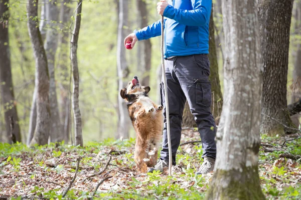 Άνθρωπος Παίζει Σκυλί Του Στο Δάσος — Φωτογραφία Αρχείου