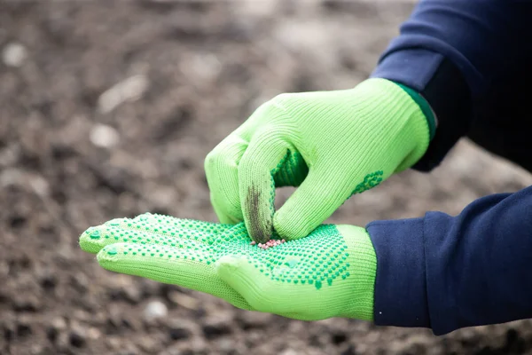 Farmer\'s hand planting seeds in soil in rows.Agriculture, organic gardening, planting or ecology concept.