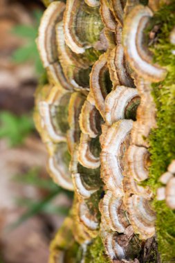 Coriolus versicolor, yosunlu ağaç kütüğünde mantar rengi