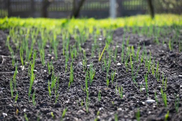 Spring Shoots Green Onions Soil Garden Vitamin Nutrition — Stock Photo, Image