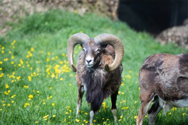 Yeşil çimlerde Avrupa muflonu (Ovis aries musimon). Çevresindeki boynuzları yumuşak arka planda olan güzel kahverengi tüylü bir muflon. Doğadan vahşi yaşam sahnesi. 