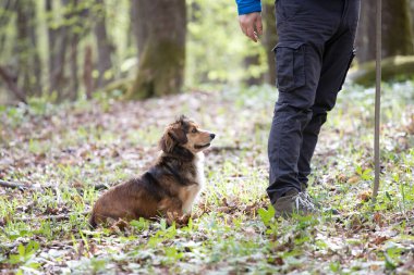 Adam ormanda köpeğiyle oynuyor.