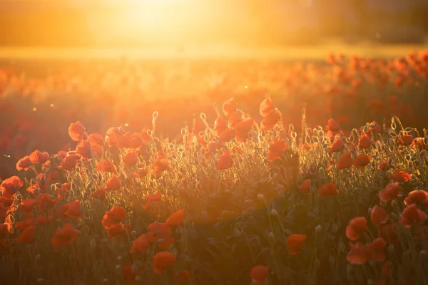 Lebendiges Mohnfeld Armistice Remembrance Day Konzept — Stockfoto