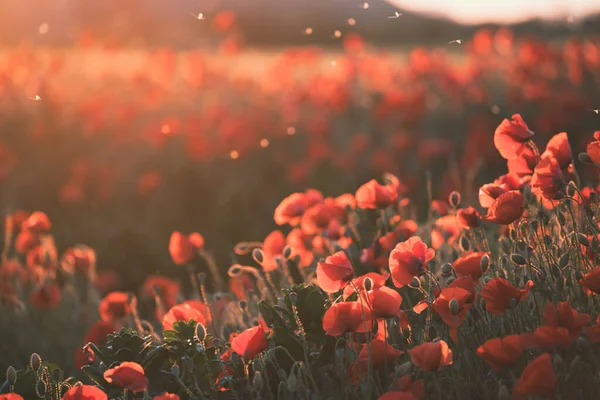 Campo Vívido Papoula Conceito Dia Armistício Lembrança — Fotografia de Stock